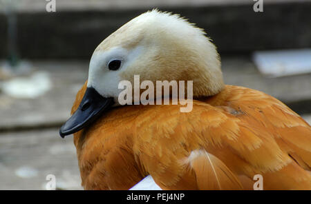 Canard marron sur le sol des planches sur la rivière. Une belle orange avec un bec de canard noir et une tête blanche nettoie les plumes sur la plage. Colorful Banque D'Images