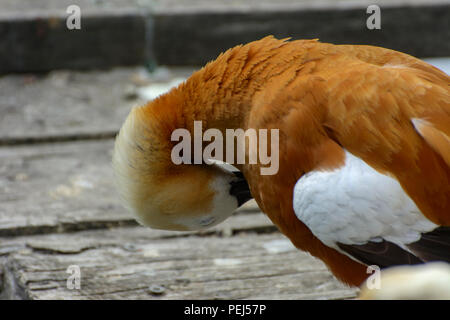 Canard marron sur le sol des planches sur la rivière. Une belle orange avec un bec de canard noir et une tête blanche nettoie les plumes sur la plage. Colorful Banque D'Images