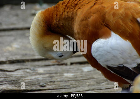 Canard marron sur le sol des planches sur la rivière. Une belle orange avec un bec de canard noir et une tête blanche nettoie les plumes sur la plage. Colorful Banque D'Images