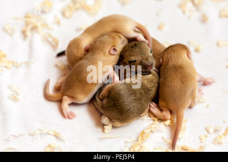 Peu de sommeil des bébés souris mignon. Image Macro. Banque D'Images