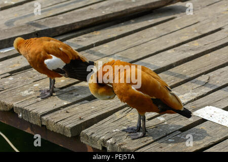 Canard marron sur le sol des planches sur la rivière. Une belle orange avec un bec de canard noir et une tête blanche nettoie les plumes sur la plage. Colorful Banque D'Images