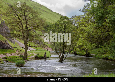 Pêche à la mouche sur la Dove près de Thorpe Cloud, Dovedale, Derbyshire, Royaume-Uni Banque D'Images