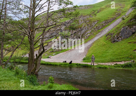 Un homme et ses chiens par la rivière Dove près de Thorpe, nuage, Dovedale Derbyshire Banque D'Images