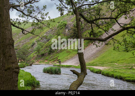 La pêche à la mouche sur la rivière Dove près de Thorpe, nuage, Dovedale Derbyshire Banque D'Images