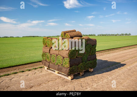 Rouleaux de turf empilées en préparation prêt à être jeté au sol d'pelouse pelouse culture. Banque D'Images