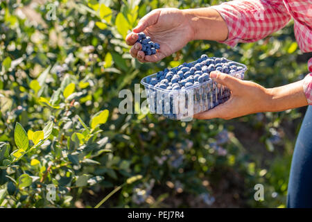 Femme la collecte des bleuets. récolte de baies. professionnel de l'agriculture Banque D'Images