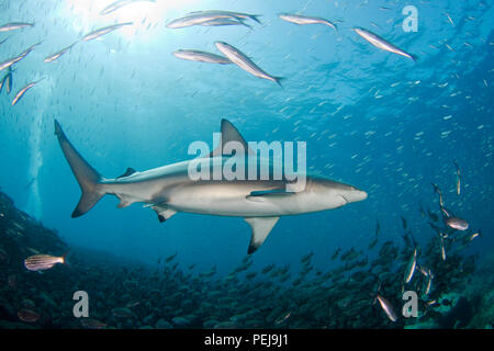 Le Carcharhinus galapagensis requins Galápagos, peut atteindre 12 pieds de long et est répertorié comme Òpotentially dangerousÓ. C'est nager à travers Banque D'Images