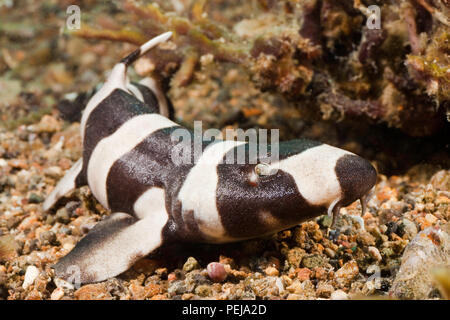 Un brownbanded juvénile ou bambou, requin, Chiloscyllium punctatum, Philippines. C'est parce que les barbillons à l'embouchure de ce requin ressembler Banque D'Images