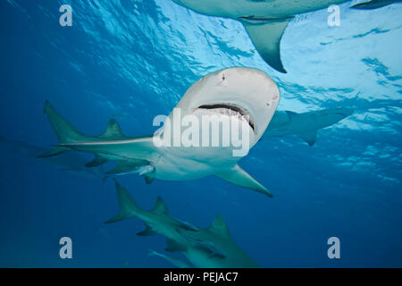 Requins citrons, Negaprion brevirostris, sous-marine, avec remoras, West End, Grand Bahamas, Océan Atlantique. Banque D'Images