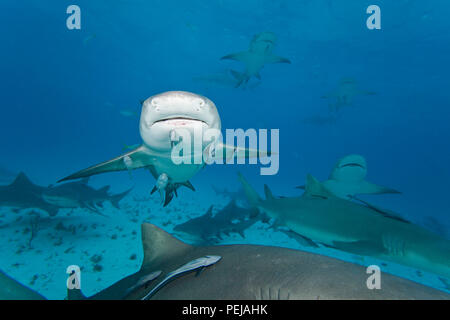 Un rassemblement de requins citrons, Negaprion brevirostris,, West End, Grand Bahamas, Océan Atlantique. Banque D'Images