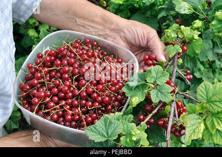Les mains du jardinier groseillier rouge cueillette dans le jardin Banque D'Images