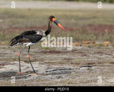 Saddle-billed stork marsh, rivière Chobe, au Botswana Banque D'Images