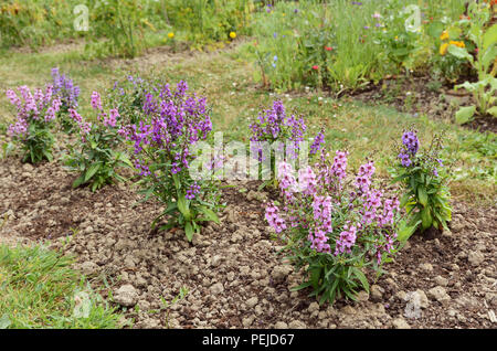 Fleurs jardin rempli de plantes angelonia dans des tons de rose et violet Banque D'Images