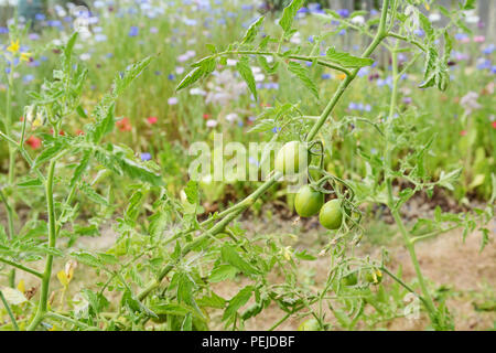 Trois tomates vertes sur un plant de tomate, qui porte encore la fleur séchée sur l'extrémité du fruit. Fleurs colorées sont au-delà de l'attribution. Banque D'Images