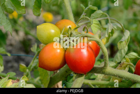 Alerte rouge les tomates mûrissent sur bush un plant de tomate dans un lit de légumes sur une journée ensoleillée Banque D'Images