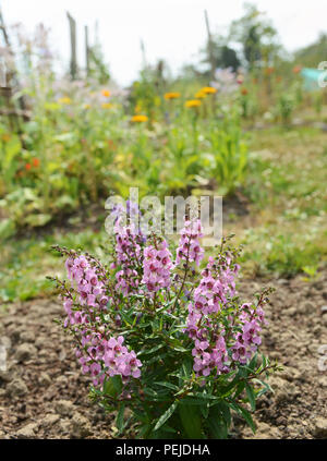 Angelonia Serena plante avec des fleurs rose pâle pousse dans un joli jardin rural Banque D'Images