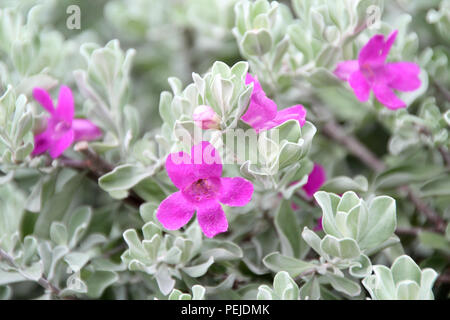 Sauge du Texas, Texas la feuille d'argent, feuilles gris avec des fleurs pourpres, perfect natural color splash fait par la nature, des fleurs de jardin à Singapour Banque D'Images