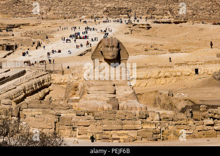 Le grand Sphinx au pied des grandes pyramides sur le plateau de Gizeh, Le Caire, Égypte. Banque D'Images