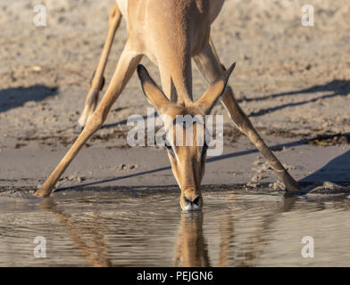Impala reflète dans la rivière Chobe comme il prend un verre, le Botswana Banque D'Images
