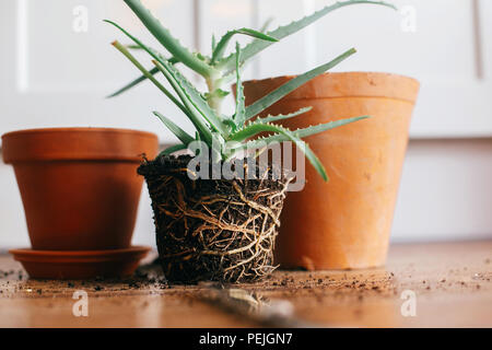 Rempotage plante. L'aloe vera avec des racines dans le sol de rempoter plus grand pot en argile à l'intérieur. soin des plantes. succulentes sur fond de bois concept de jardinage. Banque D'Images