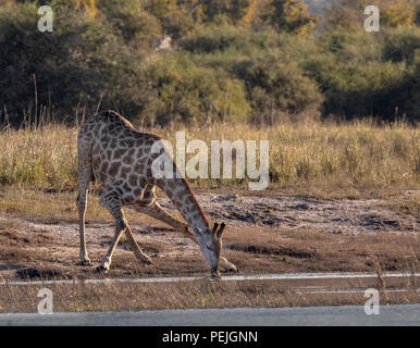 Girafe buvant dans rivière Chobe, Chobe National Park, Botswana Banque D'Images