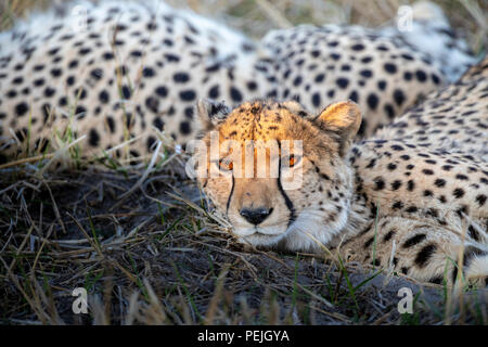 Le guépard se reposant dans l'ombre, avec tête éclairée par des rayons isolés fin d'après-midi, Okavango Delta, Botswana Banque D'Images