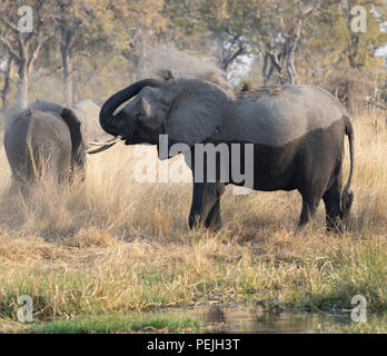 L'éléphant africain jette la saleté sur le dos, Okavango Delta, Botswana Banque D'Images