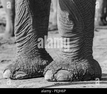 Close up de pieds d'éléphants, l'éléphant aveugle, Khwai Réserve privée, Okavango Delta, Botswana Banque D'Images