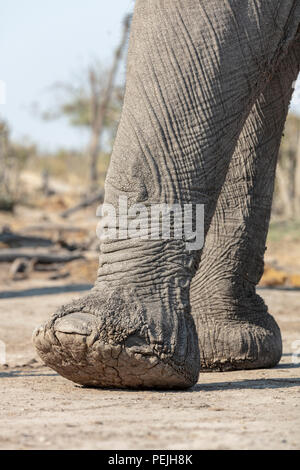 Close up de pieds d'éléphants, l'éléphant aveugle, Khwai Réserve privée, Okavango Delta, Botswana Banque D'Images