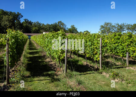 Vignoble au Château de Monbazillac près de la ville de Bergerac en Dordogne Domaine de l'Nouvelle-Aquitaine région de France. Banque D'Images