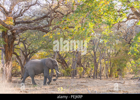 Un grand éléphant d'Afrique de sexe masculin Loxodonta africana traverse une forêt dans le parc national de Hwange au Zimbabwe.