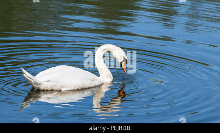 Beau blanc cygne muet sur la surface de l'eau. Cygnus olor. Scène paisible idyllique. Piscine élégant oiseau de profil. De Manger. Dans la mise en miroir du lac ridée. Banque D'Images