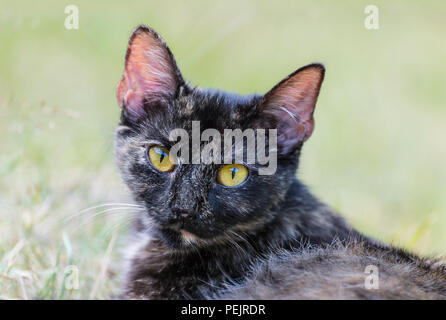 Close-up d'un chat domestique. Felis silvestris catus. Portrait of cute tabby chat domestique. Tristes yeux couleur ambre. La mélancolie du visage, les yeux, les oreilles, les moustaches. Banque D'Images