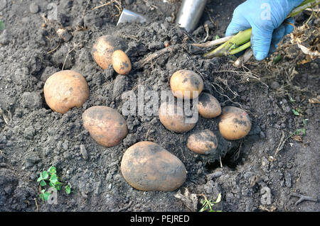 Cueillette à la main du jardinier pommes biologiques frais dans le domaine Banque D'Images