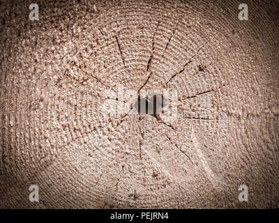 Souche d'arbre texture background trou sur la coupe d'un arbre sous la forme d'un coeur Banque D'Images