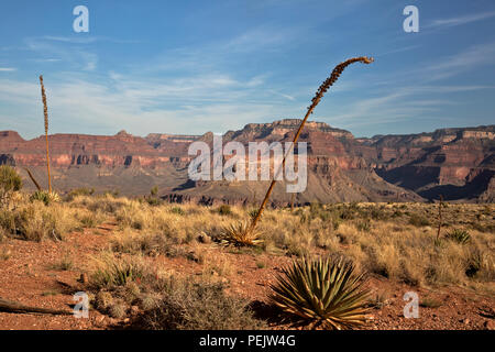 AZ00282-00...ARIZONA -végétation désertique le long du sentier dans la région de Cedar Ridge, un arrêt de repos populaire le long de la South Kaibab Trail dans Grand Canyon NP. Banque D'Images