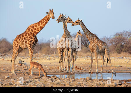 Troupeau de Girafe (Giraffa camelopardalis) à un étang, Etosha National Park, Namibie Banque D'Images
