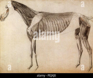 La musculature du cheval, Côté, Stubbs, George Banque D'Images