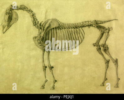 Squelette d'un cheval, Stubbs, George Banque D'Images