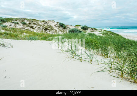 Dunes de sable avec de l'herbe et la plage près de Lancelin, Perth, Australie occidentale, WA Banque D'Images