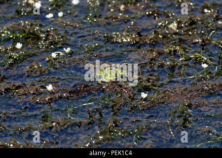 Grenouille verte européenne commune dans un marais - Nord du Portugal Banque D'Images