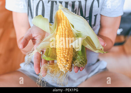 Les épis de maïs jaune se trouvant dans les mains Banque D'Images