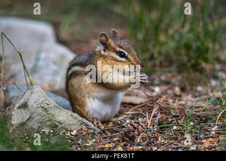 Un Tamia rayé (Tamias striatus) debout sur ses pattes postérieures et de manger les graines. Banque D'Images