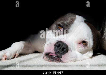Un pit-bull terrier chien prend un long repos dans le soleil Banque D'Images