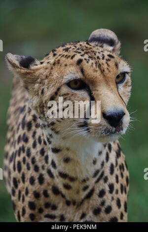 Cheetah grand chat sauvage Banque D'Images