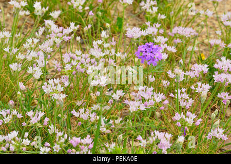 L'ail sauvage (Allium Drummondii) et des prairies (Glandularia verbena bipinnatifida), Burnet County, Texas, USA Banque D'Images