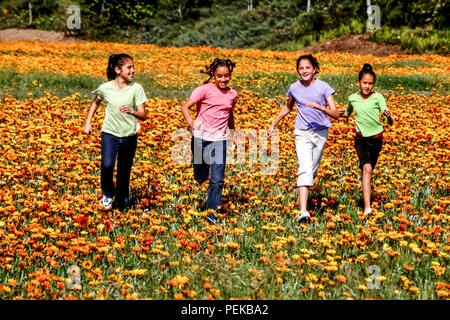 Tween raciale multi heureux garçons et filles préadolescentes heureusement en champ de fleur dans la saison du printemps © Myrleen Pearson ...Ferguson Cate Banque D'Images