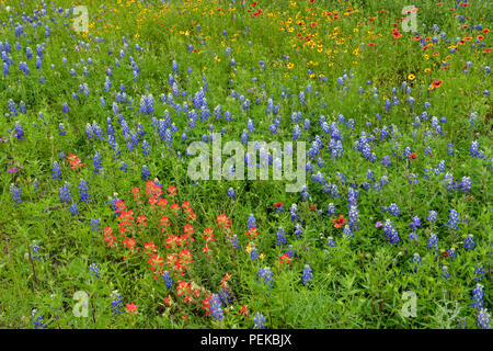 Un mélange de fleurs sauvages en bordure de Texas en fleur, Llano Comté CR 310, Texas, États-Unis Banque D'Images