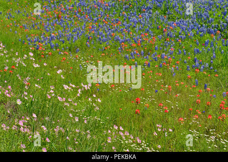 Un mélange de fleurs sauvages en bordure de Texas en fleur, comté de Travis, Texas, États-Unis Banque D'Images