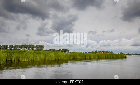 Lac avec roseaux typha et sous ciel nuageux ciel d'été Banque D'Images